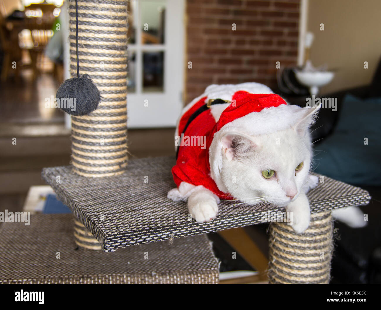 Weihnachten Katze mit roten und weißen Santa Hut Stockfoto