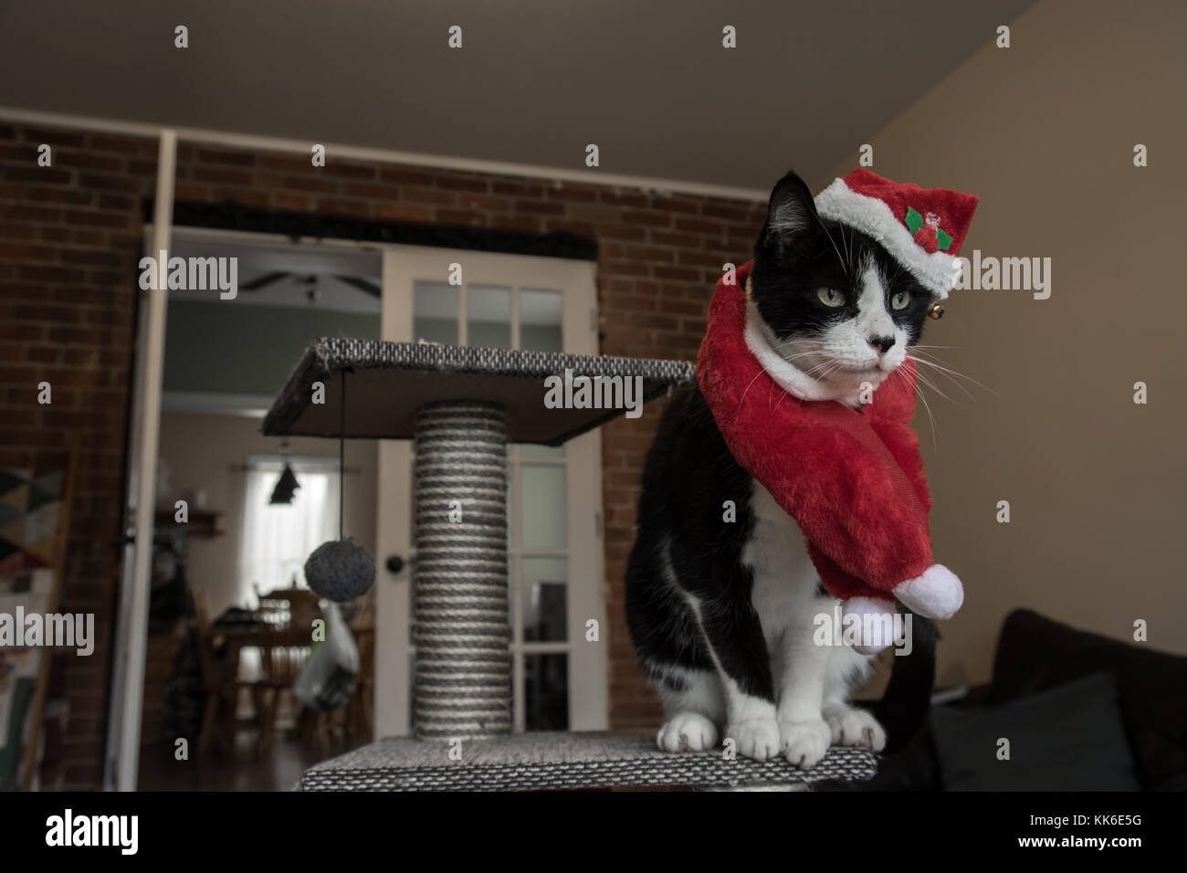 Weihnachten Katze mit roten und weißen Santa Hut Stockfoto
