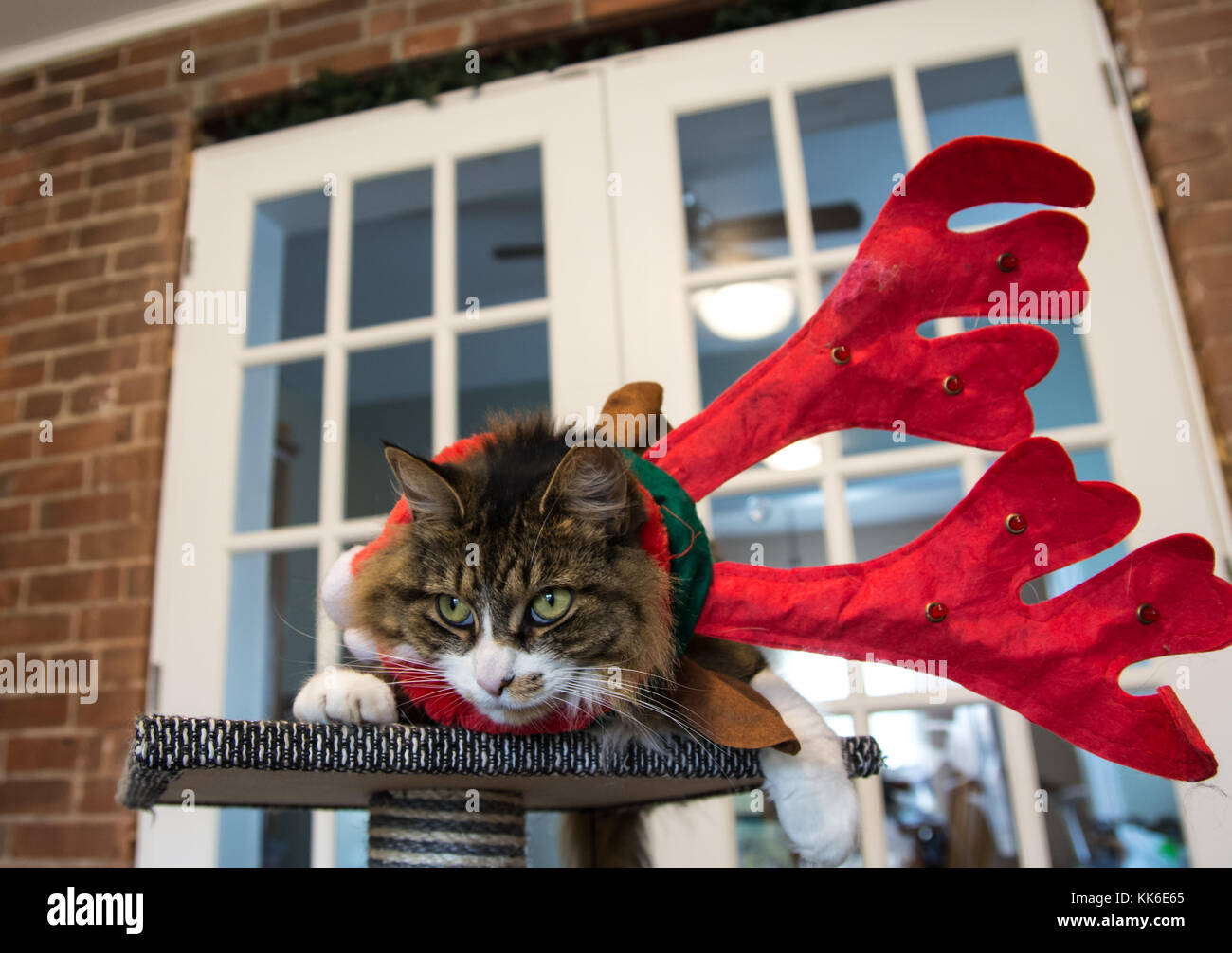 Weihnachten Katze mit roten und weißen Santa Hut Stockfoto