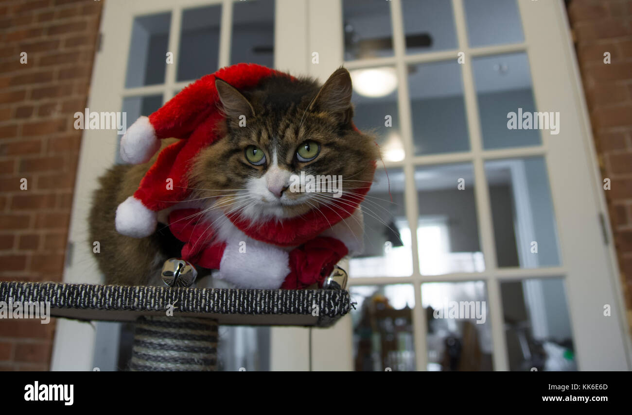 Weihnachten Katze mit roten und weißen Santa Hut Stockfoto