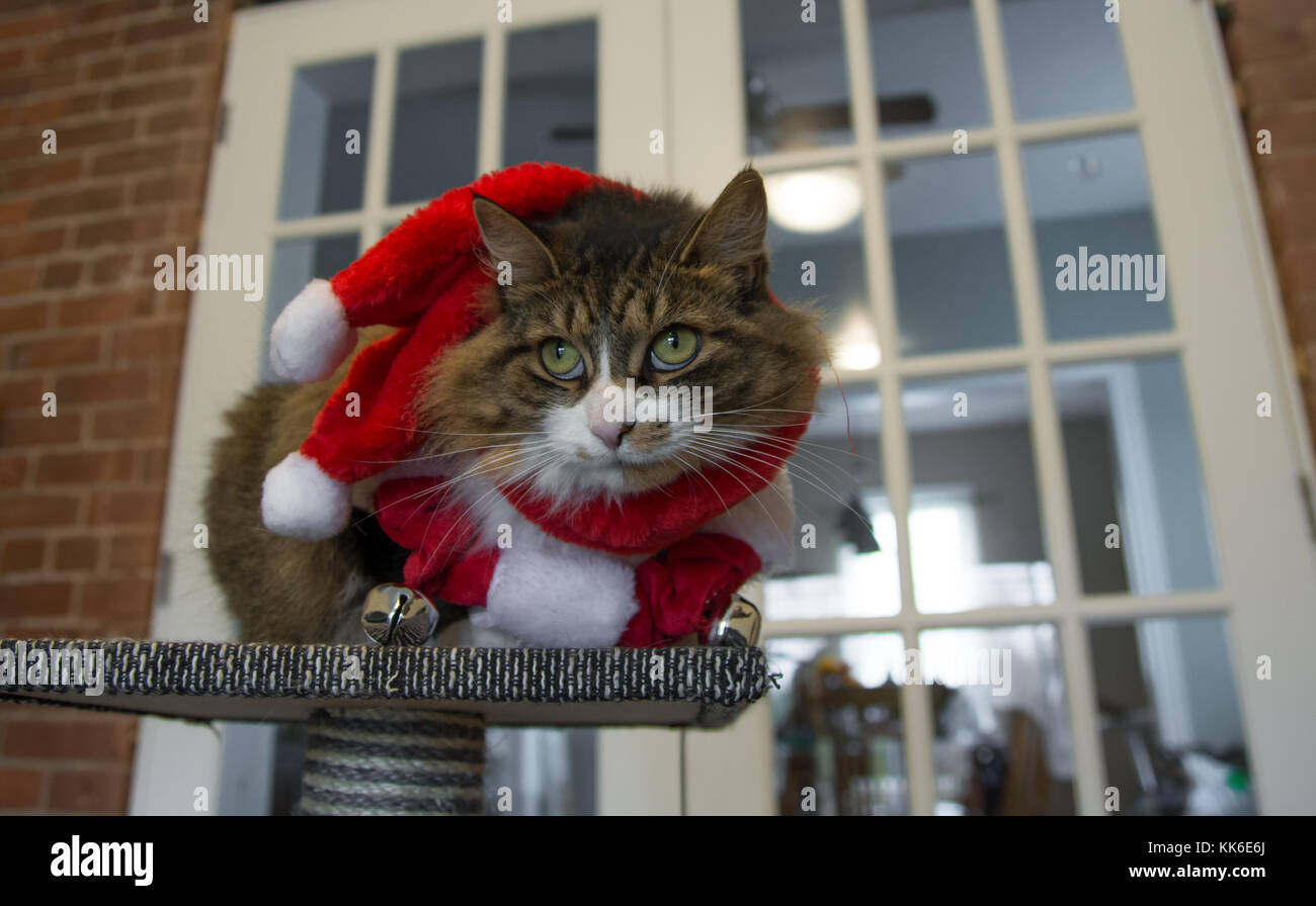 Weihnachten Katze mit roten und weißen Santa Hut Stockfoto