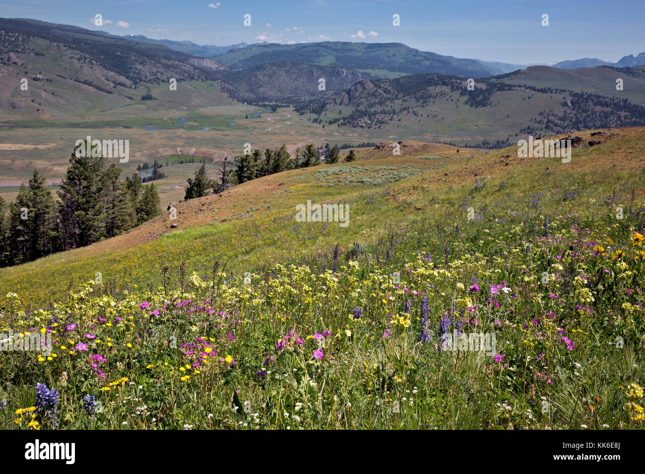Wy 02683-00 ... Wyoming - eine bunte Wiese oberhalb der Lamar Tal von der crystal Creek Trail im Yellowstone National Park. Stockfoto