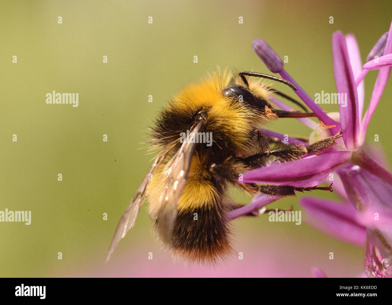Bienen Stockfoto