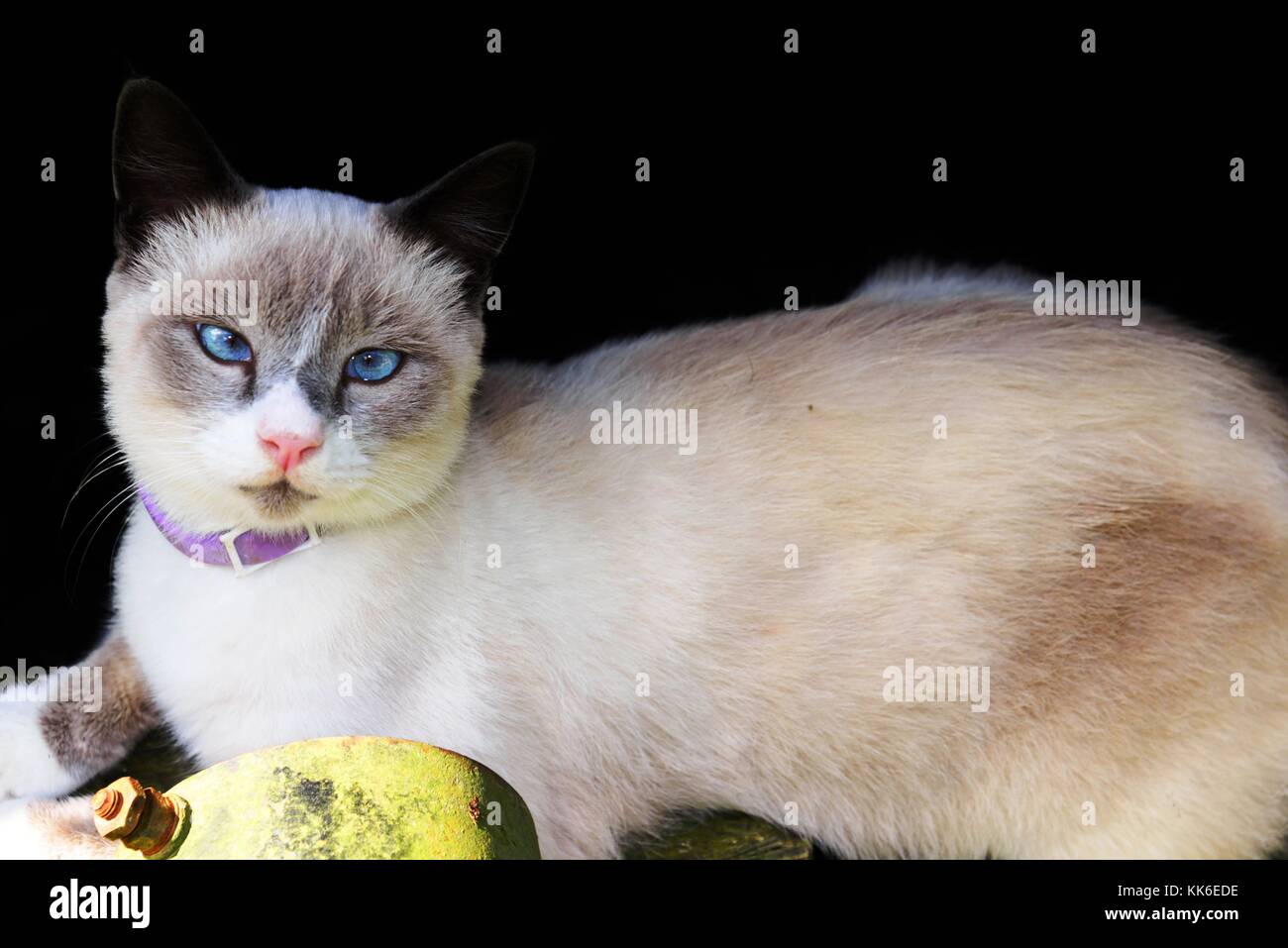 White Scheune Katze mit blauen Augen Stockfoto