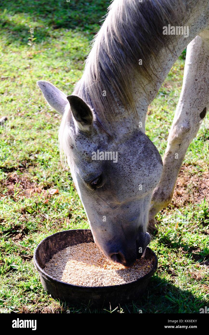 Weiß Quarter horse Essen aus einer Futterschüssel beim Stehen auf grünem Gras Stockfoto