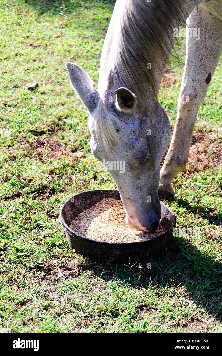 Weiß Quarter horse Essen aus einer Futterschüssel beim Stehen auf grünem Gras Stockfoto