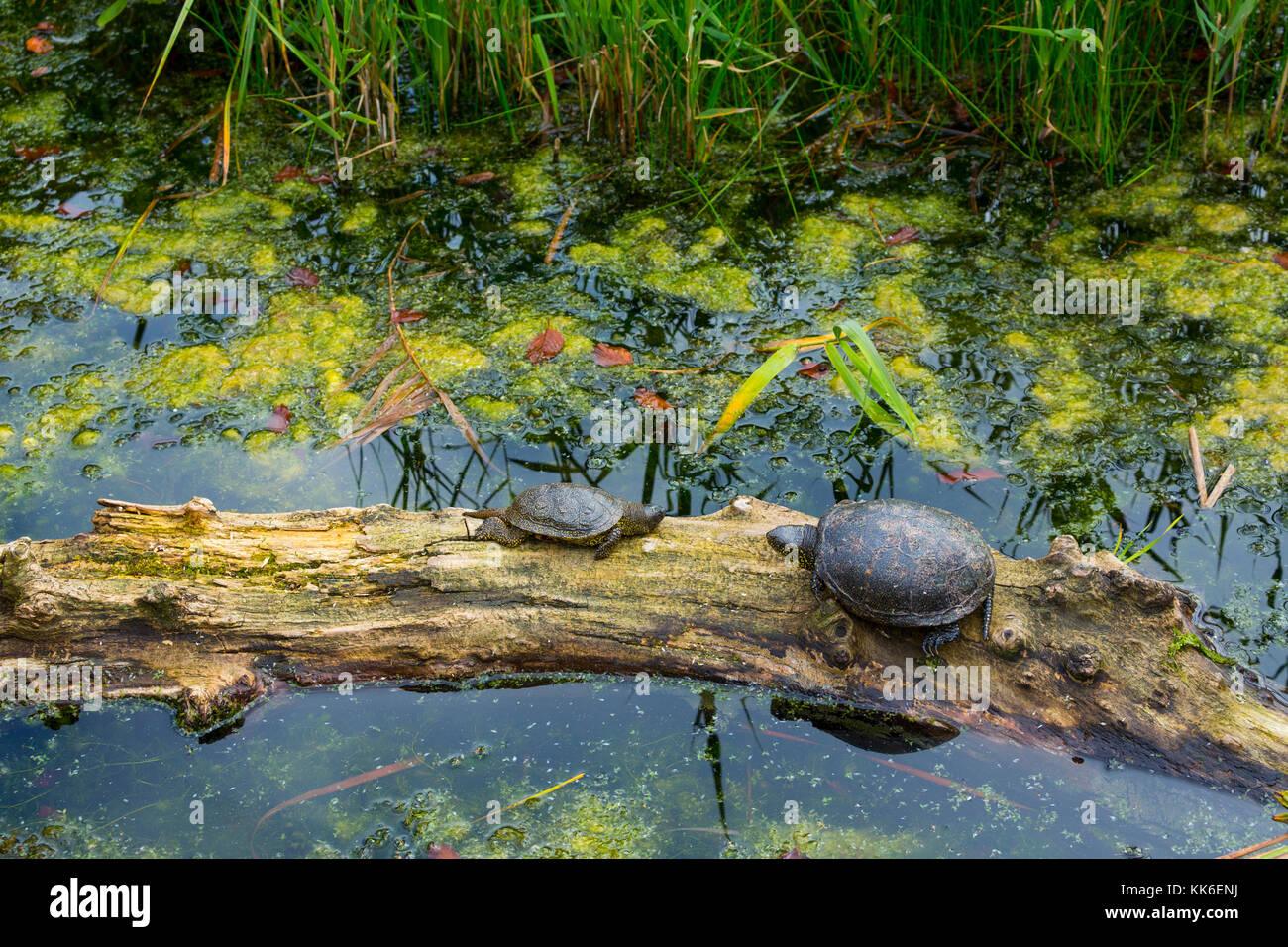 Europäische Sumpfschildkröte (Emys Orbicularis) Stockfoto