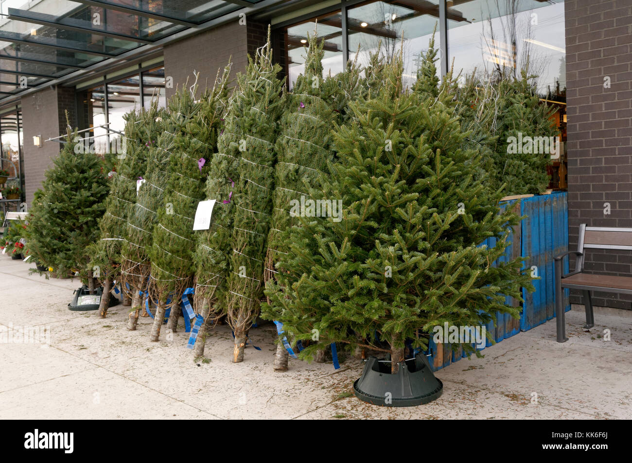 Natürliche Weihnachtsbäume für den Verkauf außerhalb einen Store in Vancouver, BC, Kanada Stockfoto