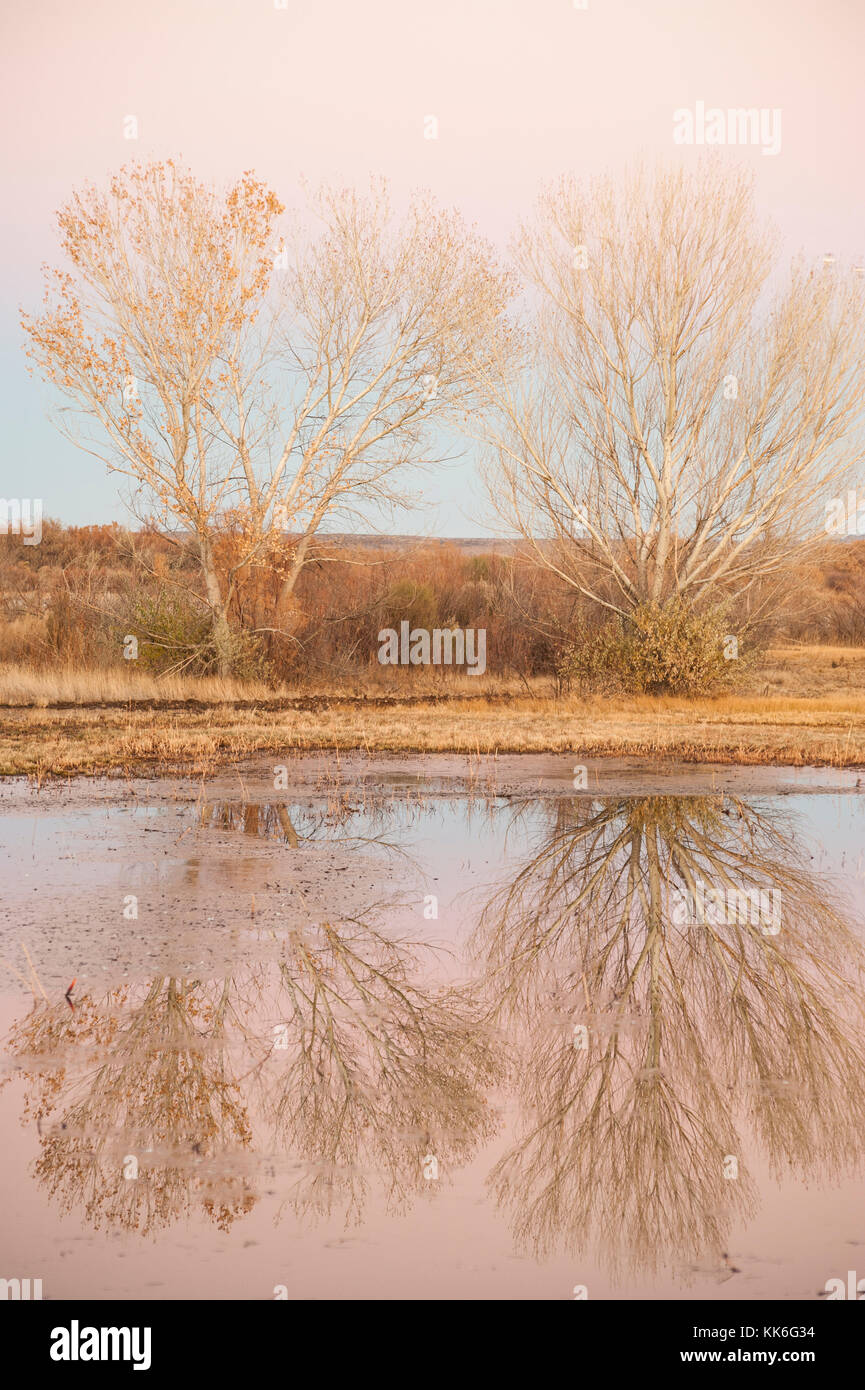 Bosque del Apache National Wildlife Refuge, frühmorgens, in der Morgendämmerung, spiegeln sich Bäume in einem ruhigen Teich, New Mexico, NM, USA. Stockfoto