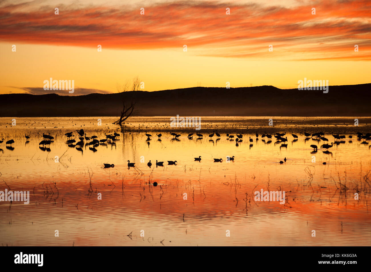 Stimmungsvolle Landschaft, Bosque del Apache National Wildlife Refuge Sonnenaufgang, Morgengrauen, Wasservögel Silhouetten, New Mexico, NM, USA. Stockfoto