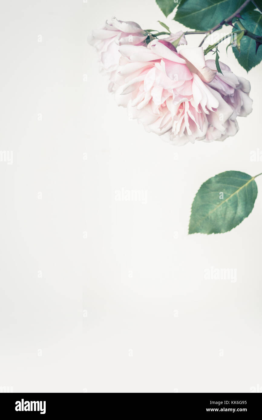 Schöne rosa Rosen künstlerischen Hintergrund Stockfoto