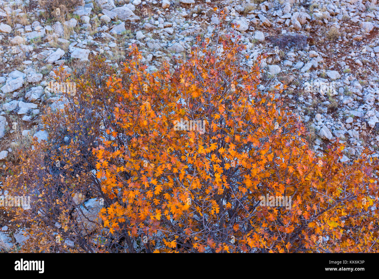 Eiche, Golan-höhen, Mounte Hermon, Israel, Próximo Oriente Stockfoto