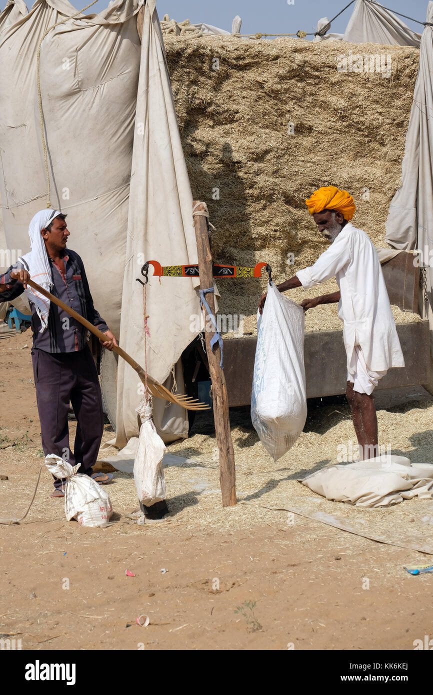 Zwei Männer Wiegen aus Futtermitteln im Pushkar Camel Fair, Rajasthan, Indien Stockfoto
