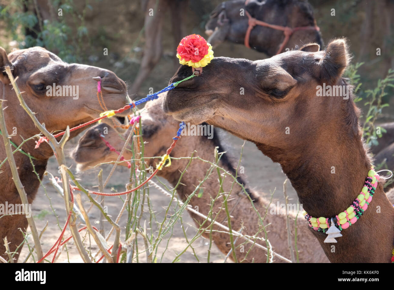 Kamele am Pushkar Camel Fair, Rajasthan, Indien Stockfoto