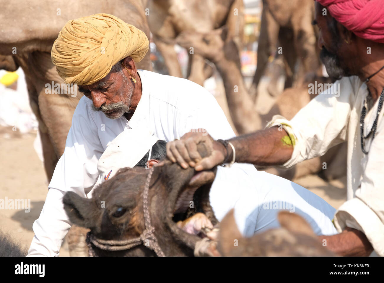 Kamelhirten/Händler an der Pushkar Kamel und Pferd Messe in Pushkar, Rajasthan, Indien Stockfoto
