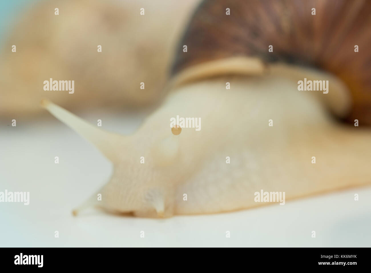 Achatschnecken achatina ist das größte Land Weichtiere Stockfotografie