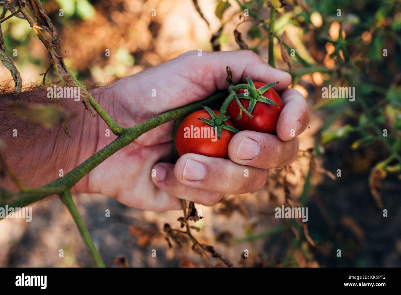 Bauer untersuchen und Kommissionierung reife Tomate Obst in organischen Garten gewachsen, männliche Hand, die reifende Frucht Stockfoto