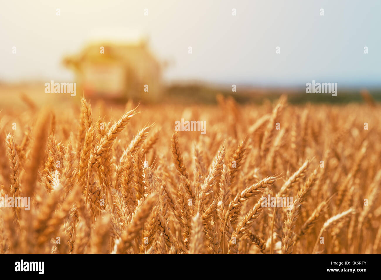 Mähdrescher ernten reifen Weizen ernten in landwirtschaftlich genutzte Gebiet, selektiver Fokus Stockfoto