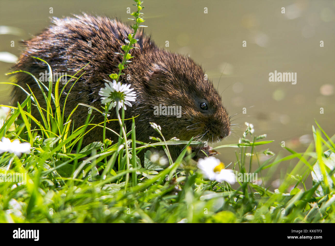 Wasser Vole Arvicola terrestris Fütterung auf die Vegetation (und Apple von Besuchern) in Arundel Großbritannien am Flussufer in der Nähe der Wetland Reserve und das Schloss. Stockfoto