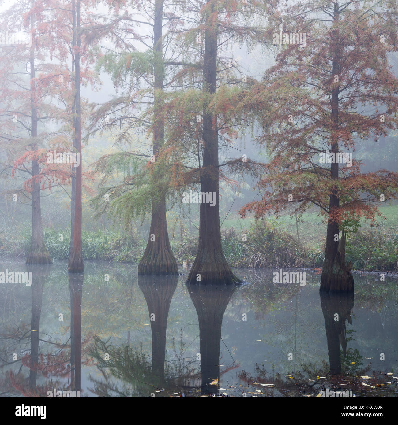 Kahlen Zypresse und nebligen Landschaft, rombergpark, Dortmund, Nordrhein - Westfalen, Deutschland, Europa Stockfoto