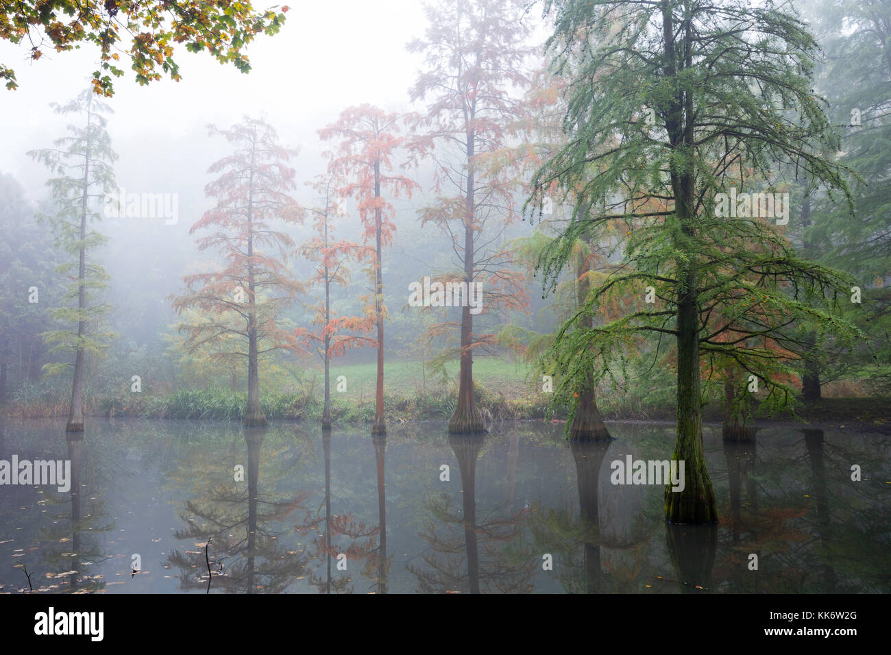 Kahlen Zypresse und nebligen Landschaft, rombergpark, Dortmund, Nordrhein - Westfalen, Deutschland, Europa Stockfoto