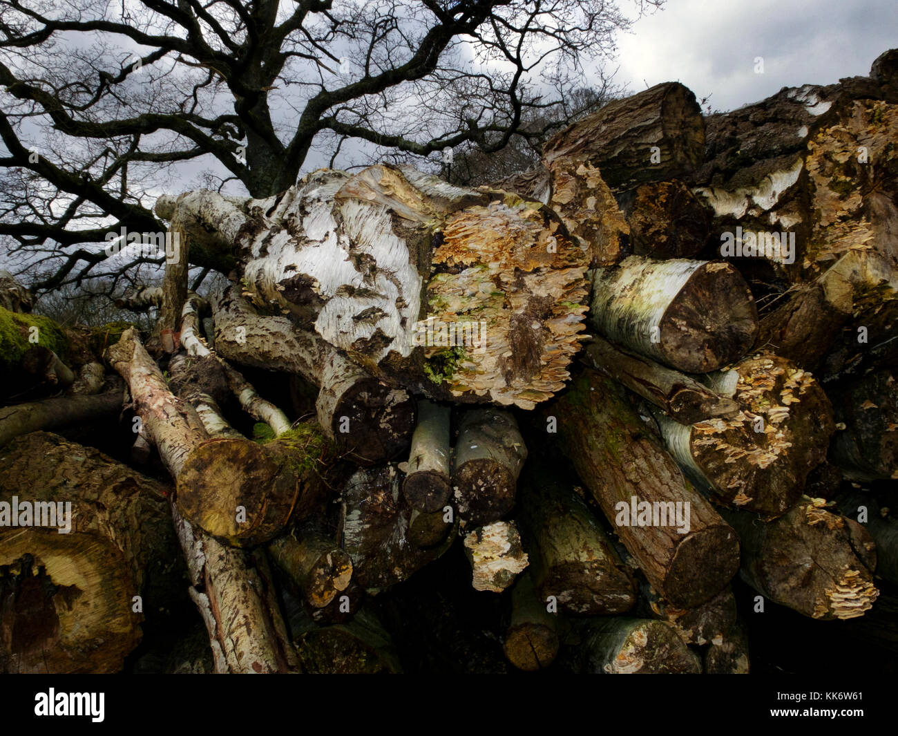 Land Management, Clearing Bereiche für Land Regeneration Stockfoto