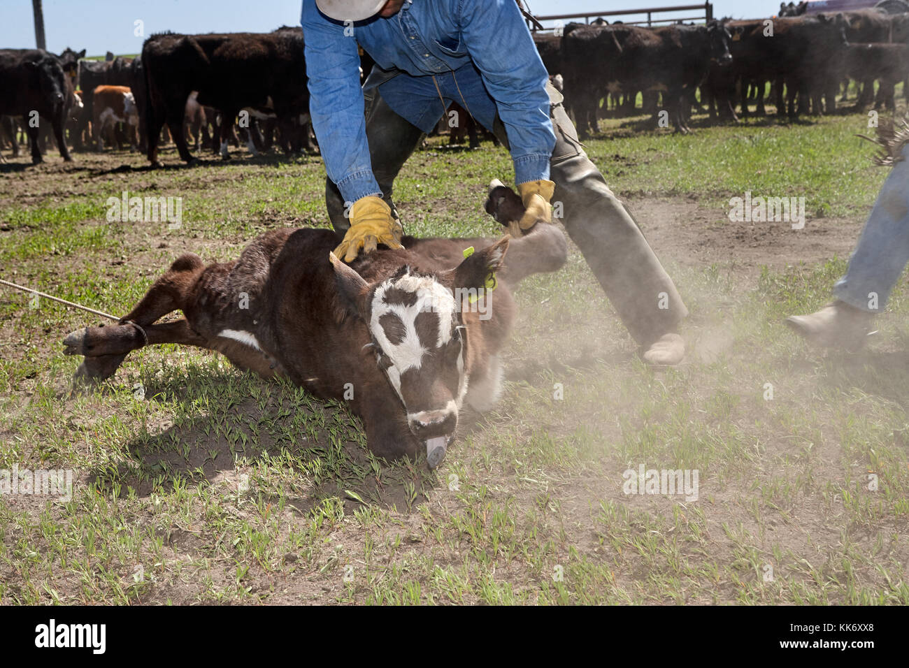 Cowboy roping ein junges Kalb für Branding und Kastration in einer Koppel mit dem Rest der Herde im Hintergrund Stockfoto