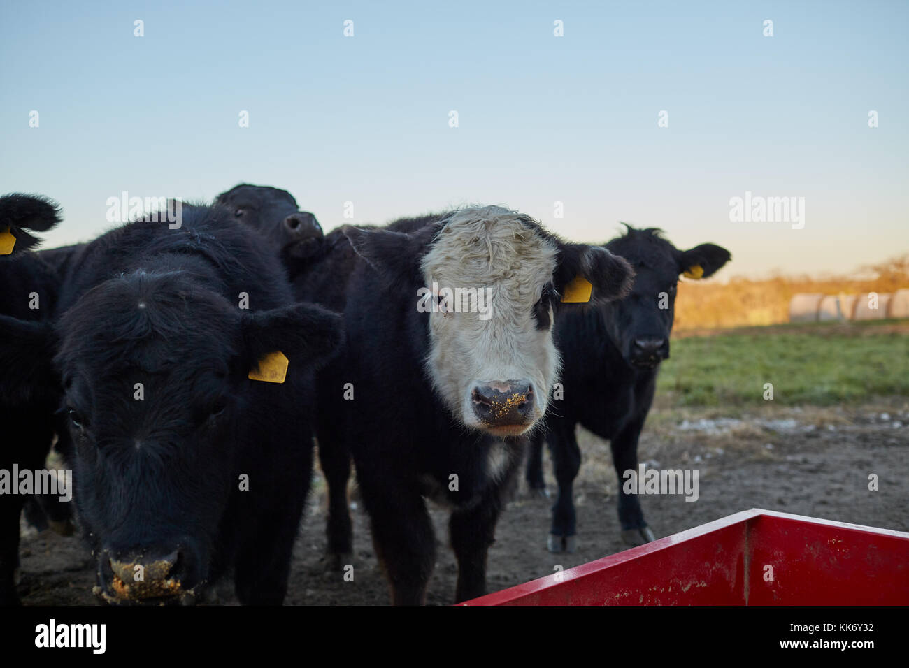 Einzelne weiße-faced Kuh in einer Herde der schwarzen Kühe aufmerksam in die Kamera starrt, als sie steht Warten vor einem roten Metall Trog in einem Wint gefüttert zu werden. Stockfoto