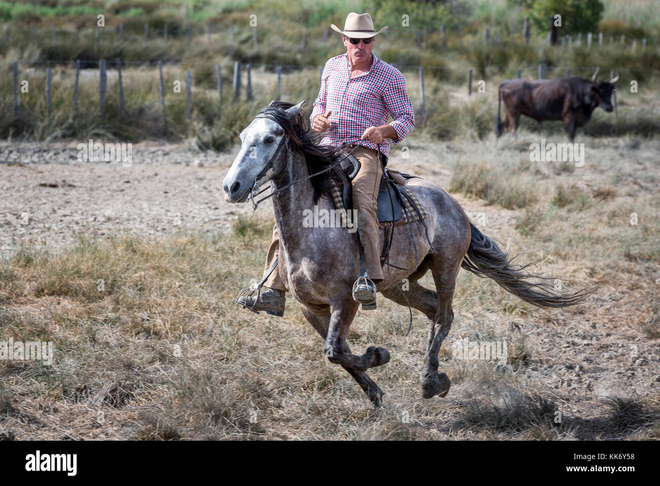 Eine französische Guardian/Gardian auf Pferd, die Camargue, Frankreich Stockfoto