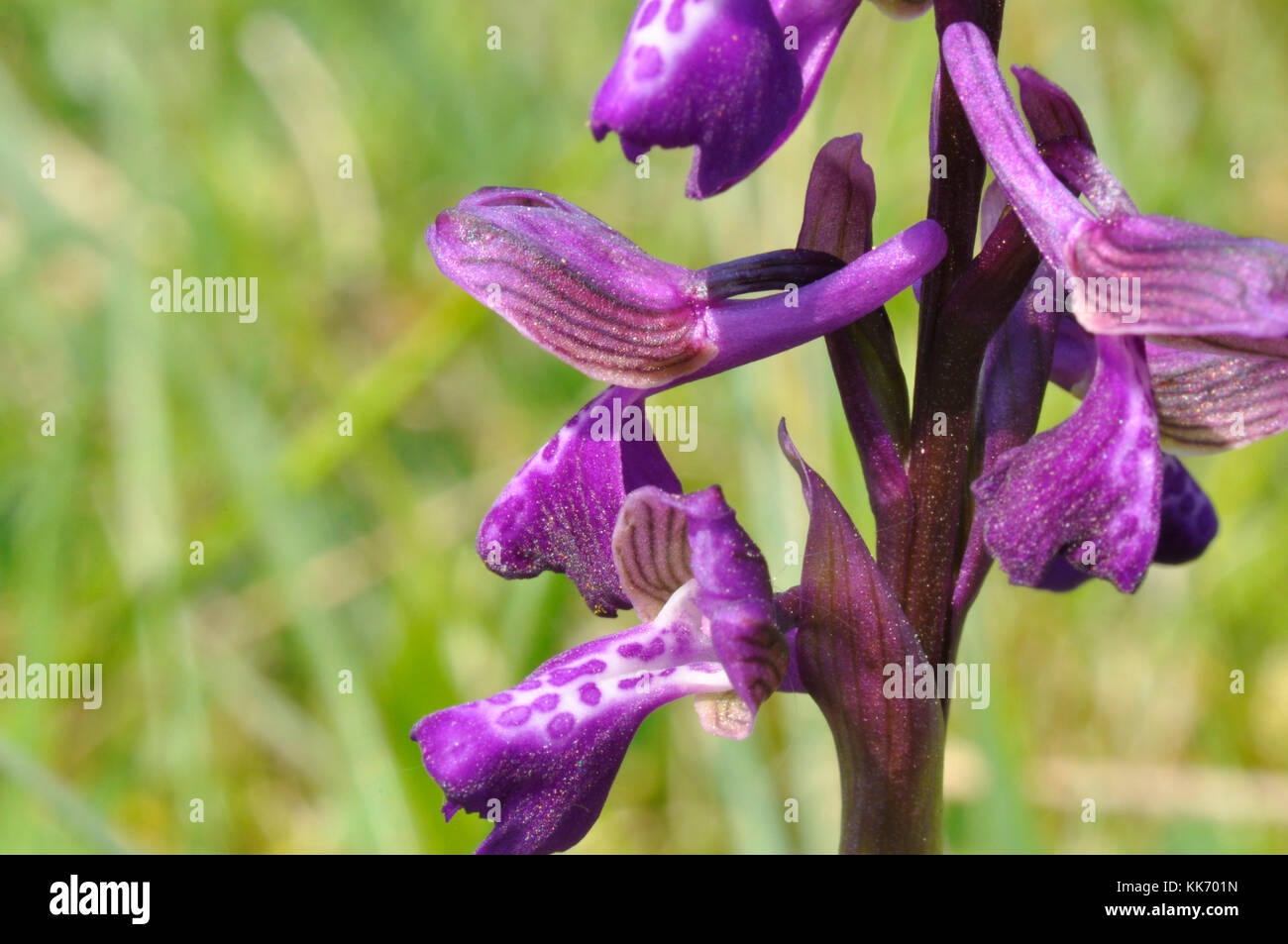 Green-winged Orchid, Anacamptis morio, Nahaufnahme, in der Wiese in Wiltshire.DE Stockfoto