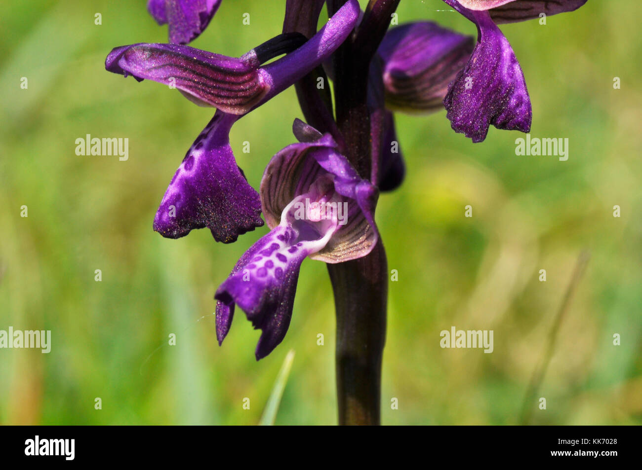 Green-winged Orchid, Anacamptis morio, Nahaufnahme, in der Wiese in Wiltshire, April und Mai. Stockfoto