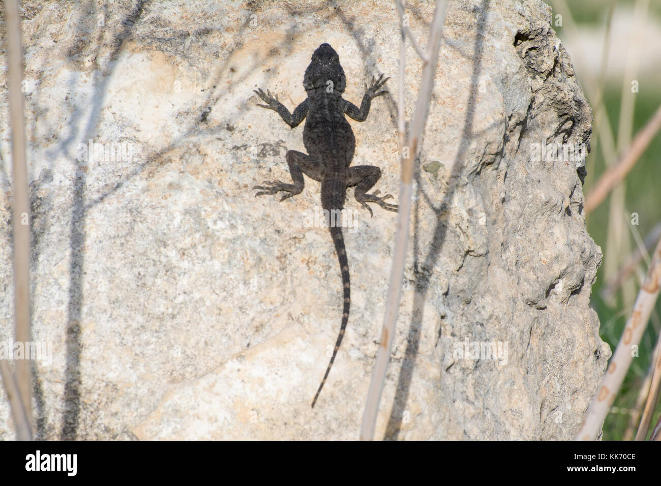 (Stellagama starred Agama stellio) Sonnenbaden auf einem Felsen in der Akamas-halbinsel auf Zypern. Eidechse, Reptil. Stockfoto