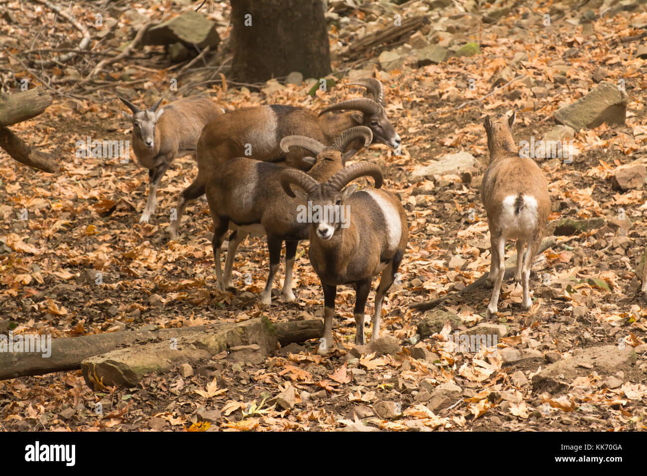 Gruppe von mufflons (Ovis orientalis ophion) im Troodos-Gebirge auf Zypern Stockfoto