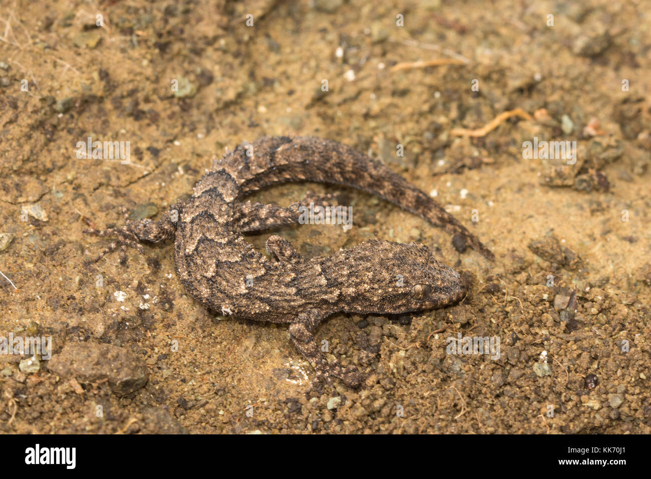 Kotschy's Gecko (Cyrtopodion Kotschyi) im Smygies Wald in der Akamas-halbinsel auf Zypern Stockfoto