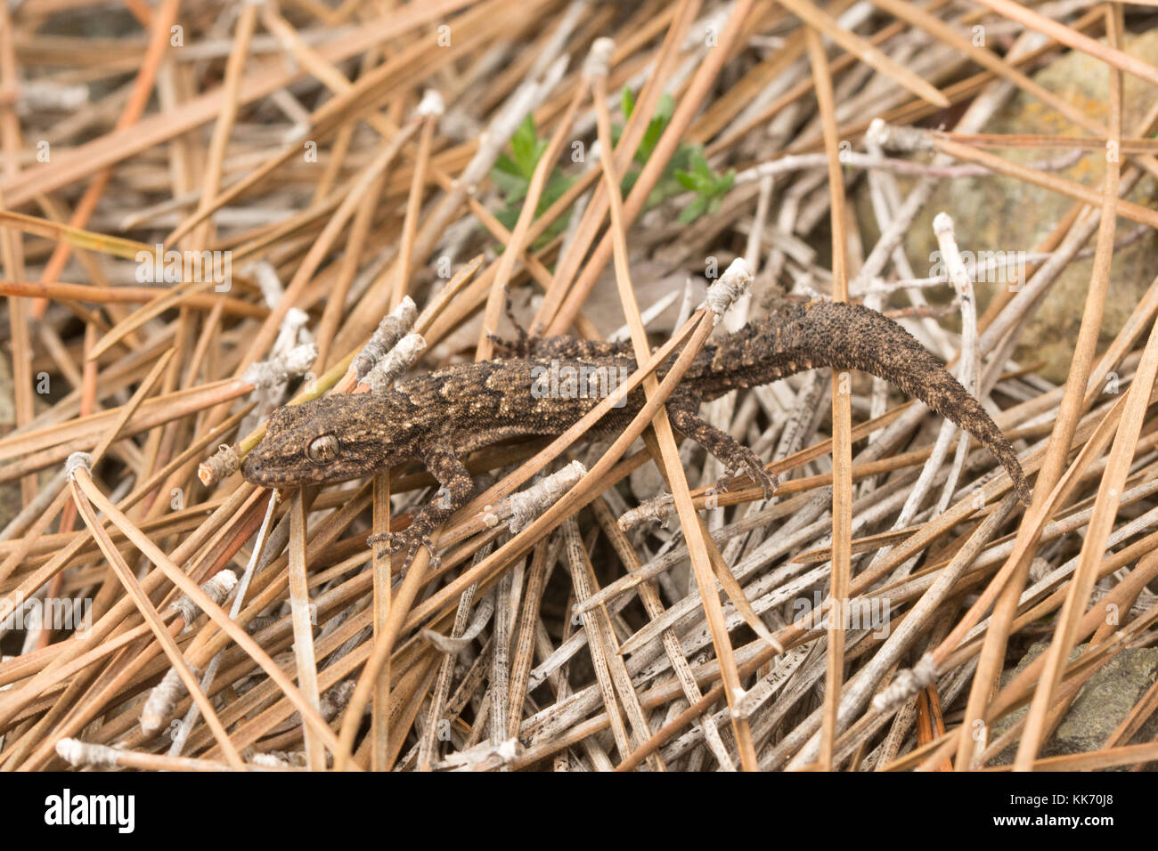 Kotschy's Gecko (Cyrtopodion Kotschyi) im Smygies Wald in der Akamas-halbinsel auf Zypern Stockfoto