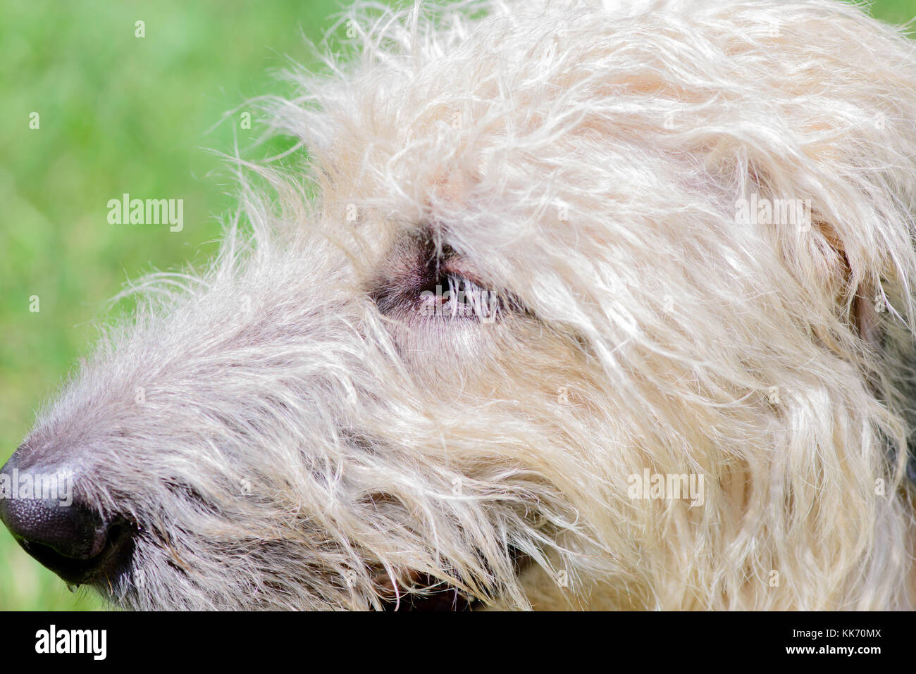Nahaufnahme eines wheaten Irish Wolfhound Stockfoto
