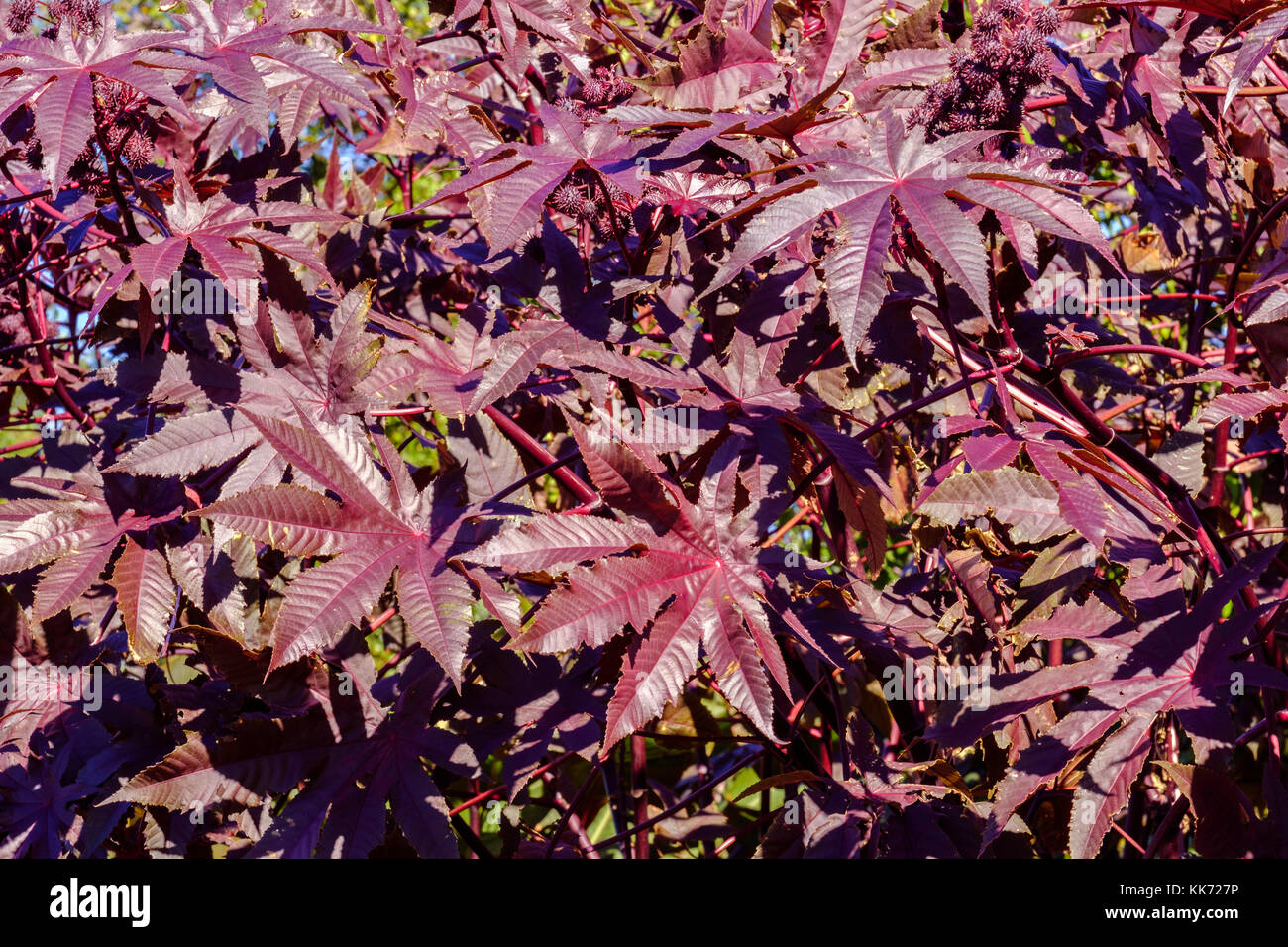 Ricinus communis, Rizinus oder Castor bean Anlage oder Ricinus Anlage