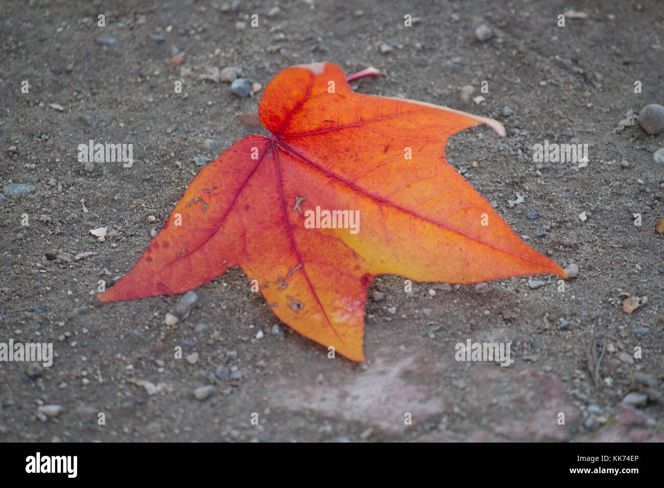 Das Blatt. Herbst Farben Stockfoto