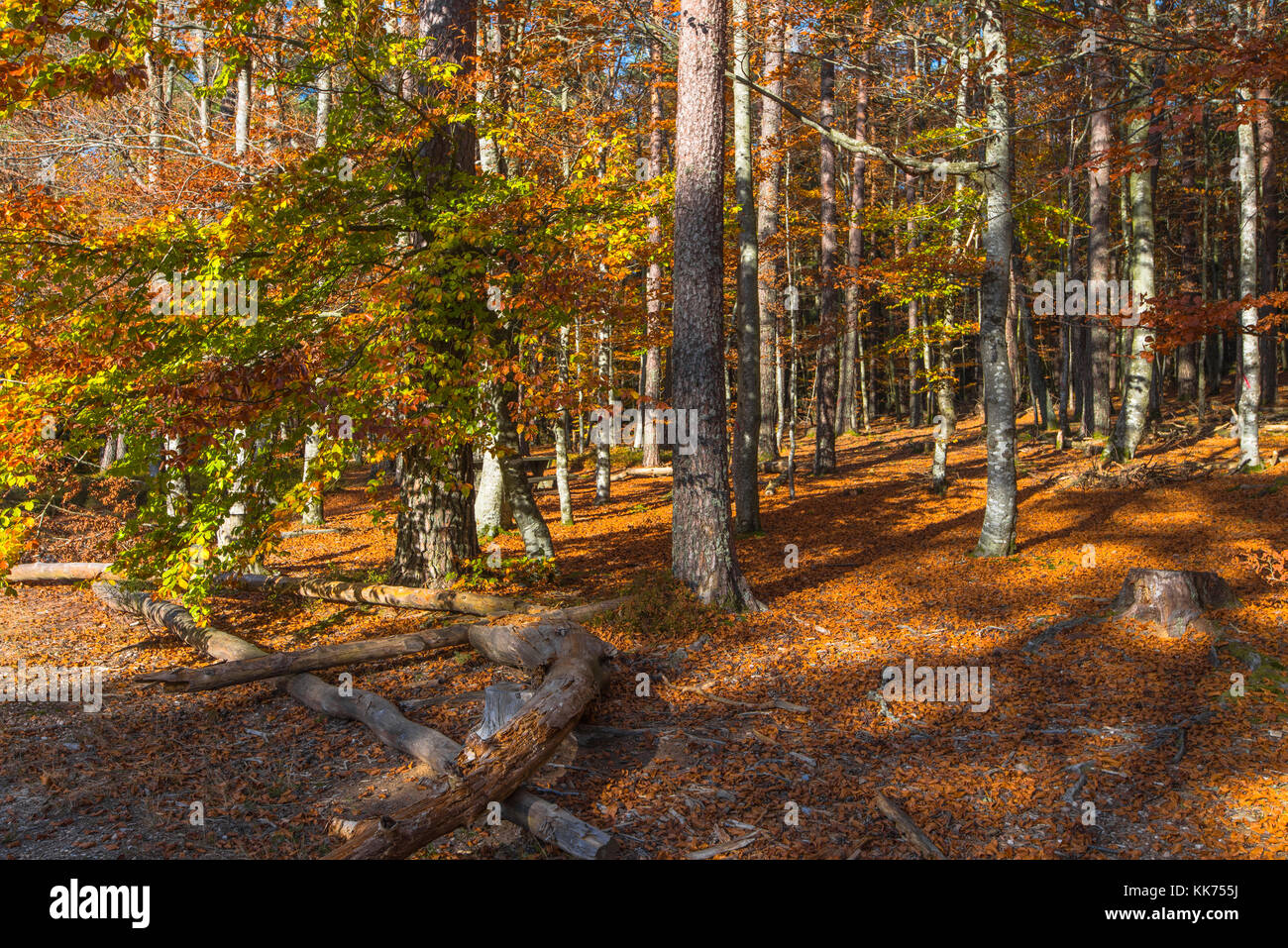 Herbst Spaziergang durch bunte Wälder, Herbst Licht und Farben, Mont Sainte-odile, in deutschen Odilienberg, Peak in den Vogesen, Elsass, Frankreich Stockfoto