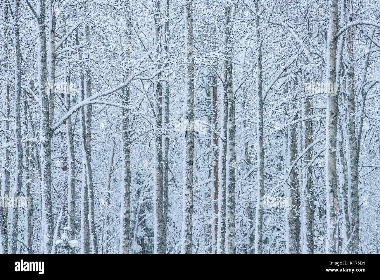 In der Nähe von Bäumen von Schnee bedeckt Stockfoto