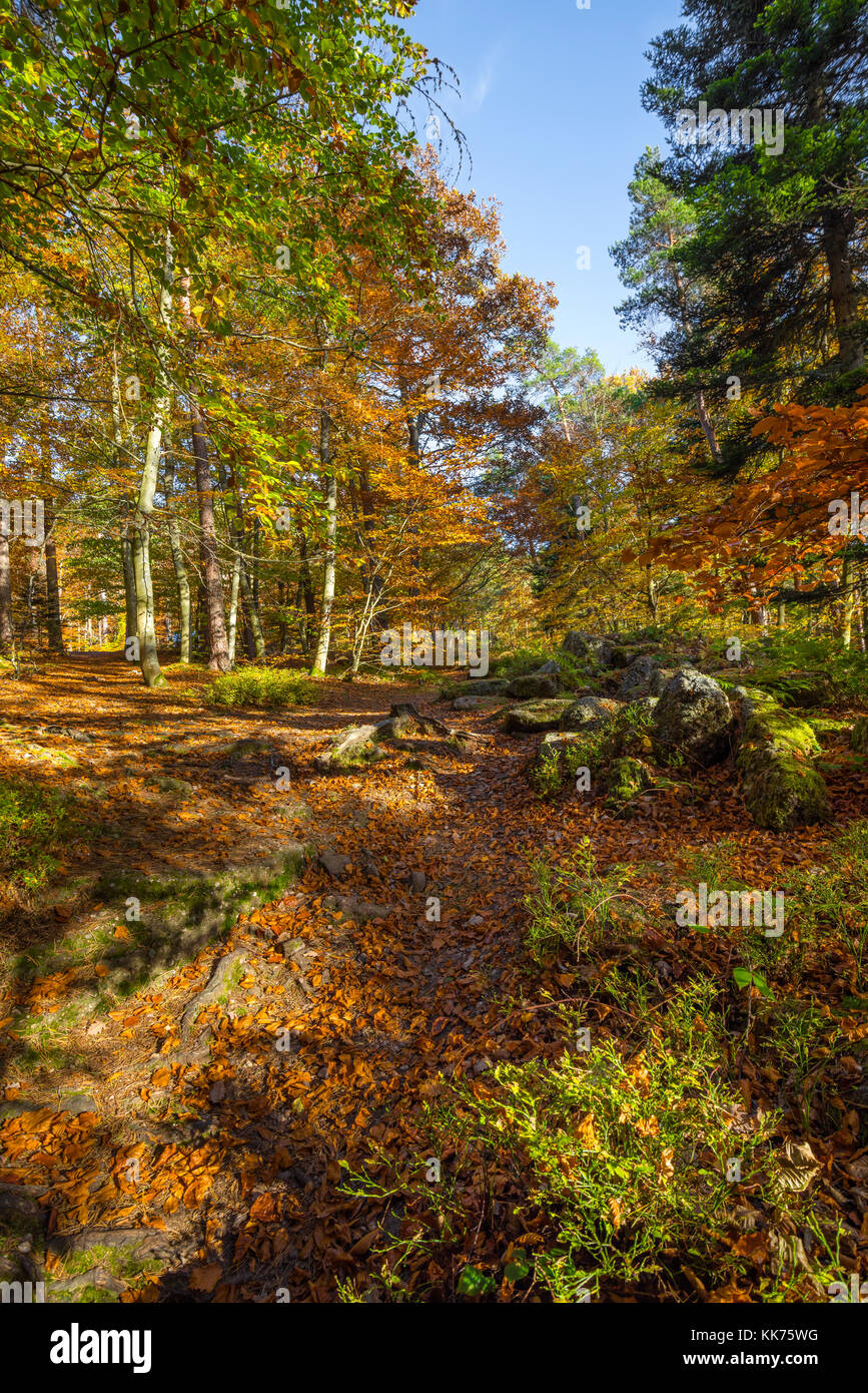 Im Herbst färben in einem Wald in den Vogesen, Elsass, Frankreich Stockfoto