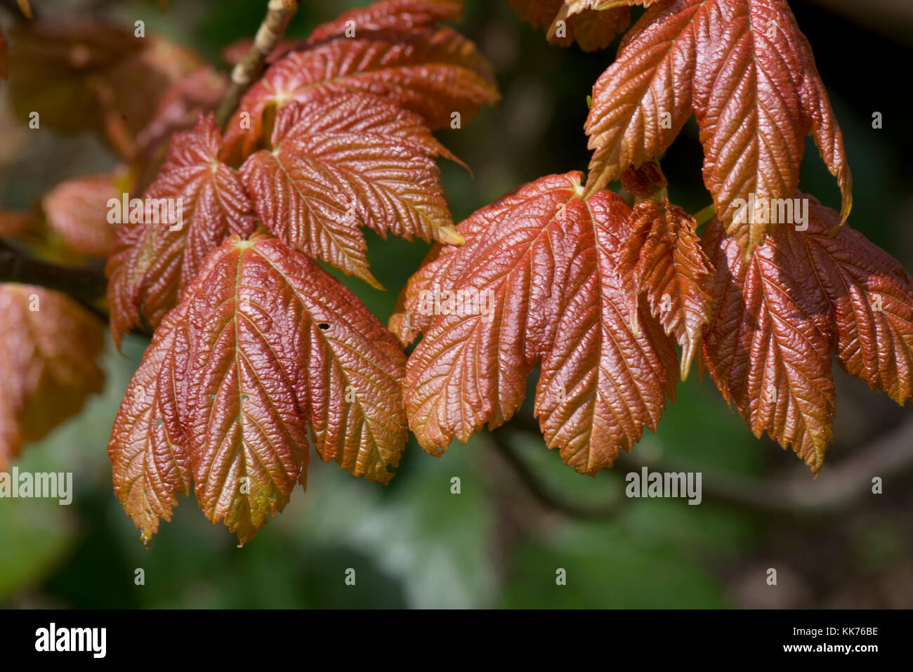 Junge, rot gefärbt, Bergahorn, Acer pseudoplatanus Blätter aus den Knospen im Frühling, Berkshire, April Stockfoto