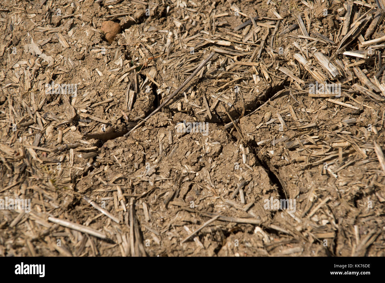 Trockene rissige und trockenen Böden in einem Unbepflanzten landwirtschaftlicher Bereich im Sommer mit Stoppeln Papierkorb, Berkshire, Mai Stockfoto