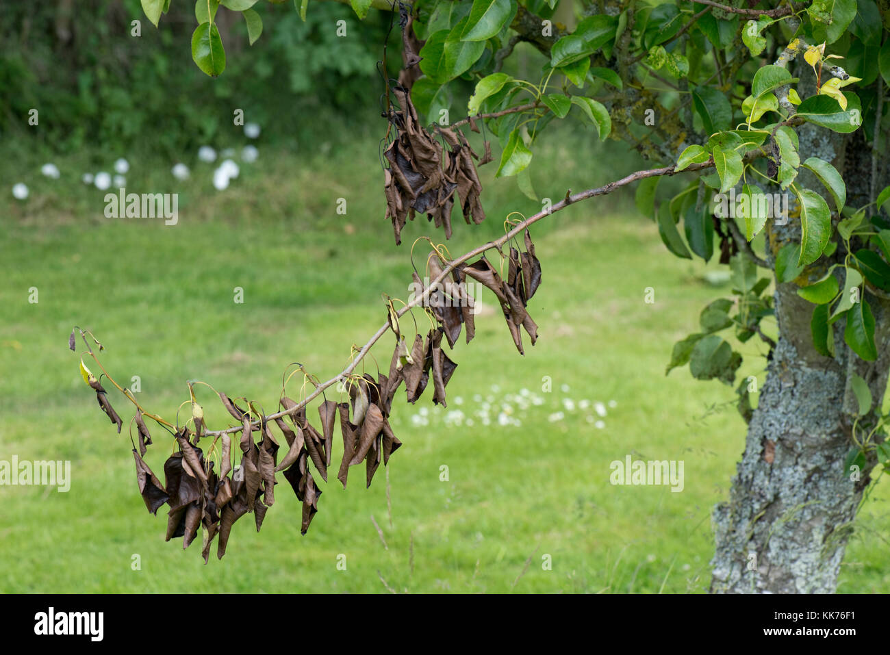 Tot schießen durch eine Krankheit Läsion der Birne canker, neonectria ditissima, unten auf dem Zweig, Berkshire, Juni verursacht Stockfoto