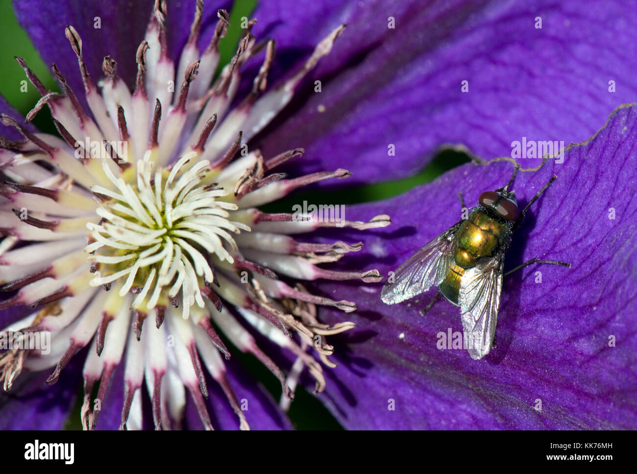 Eine greenbottle Fliegen, Lucilia sp., auf einem blauen Clematis Blüte im Sonnenschein, Berkshire, August Stockfoto