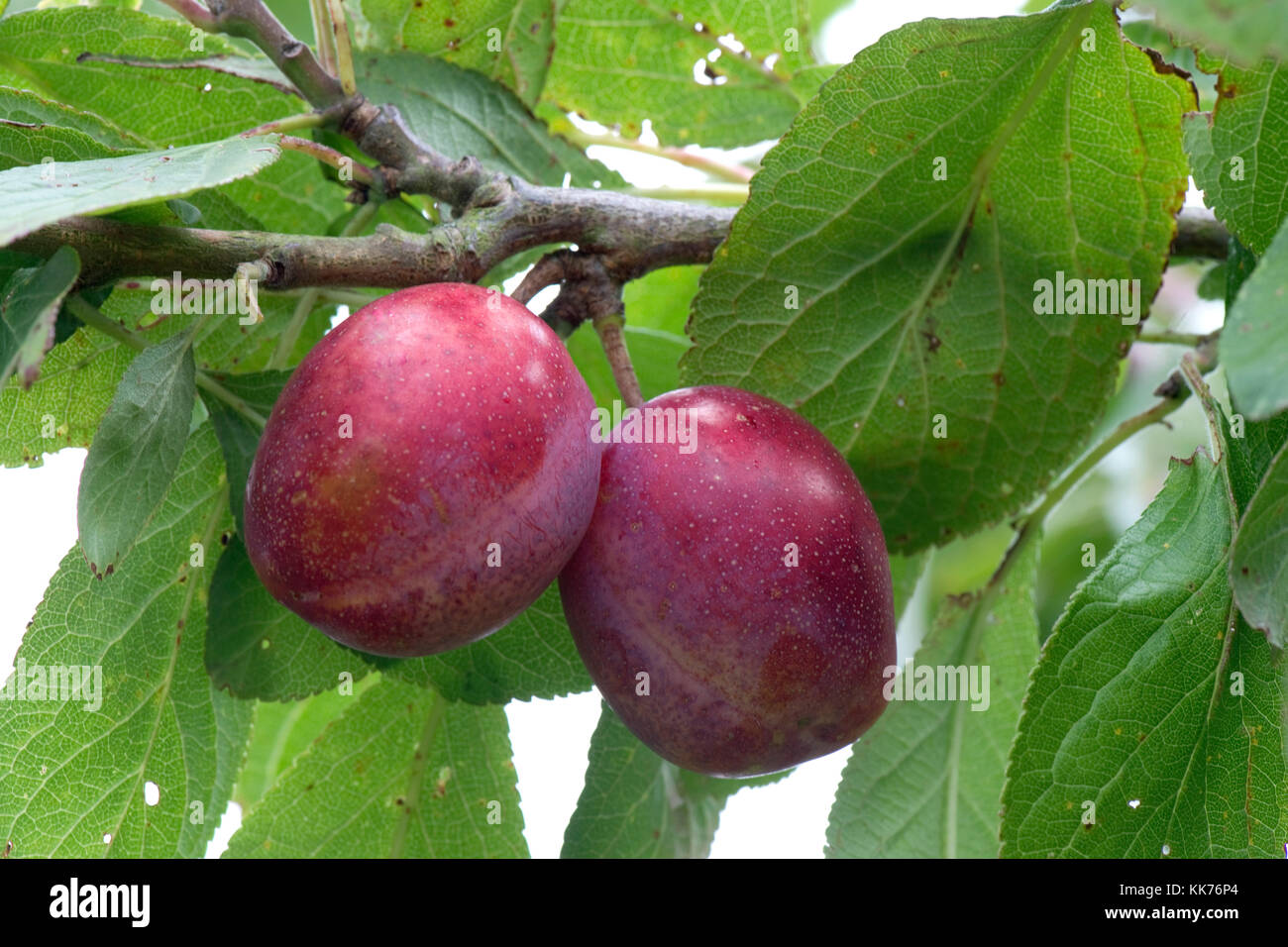 Reife rote Frucht einer Victoria Pflaume auf dem Baum im Sommer, Berkshire, August Stockfoto