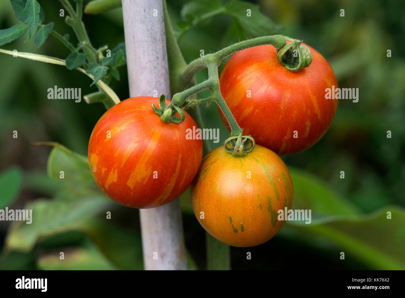 Reif und reifenden Tomatenfrüchten Sorte 'Tigrella' auf der Rebe, unterstützt durch einen Stock, Berkshire, August Stockfoto