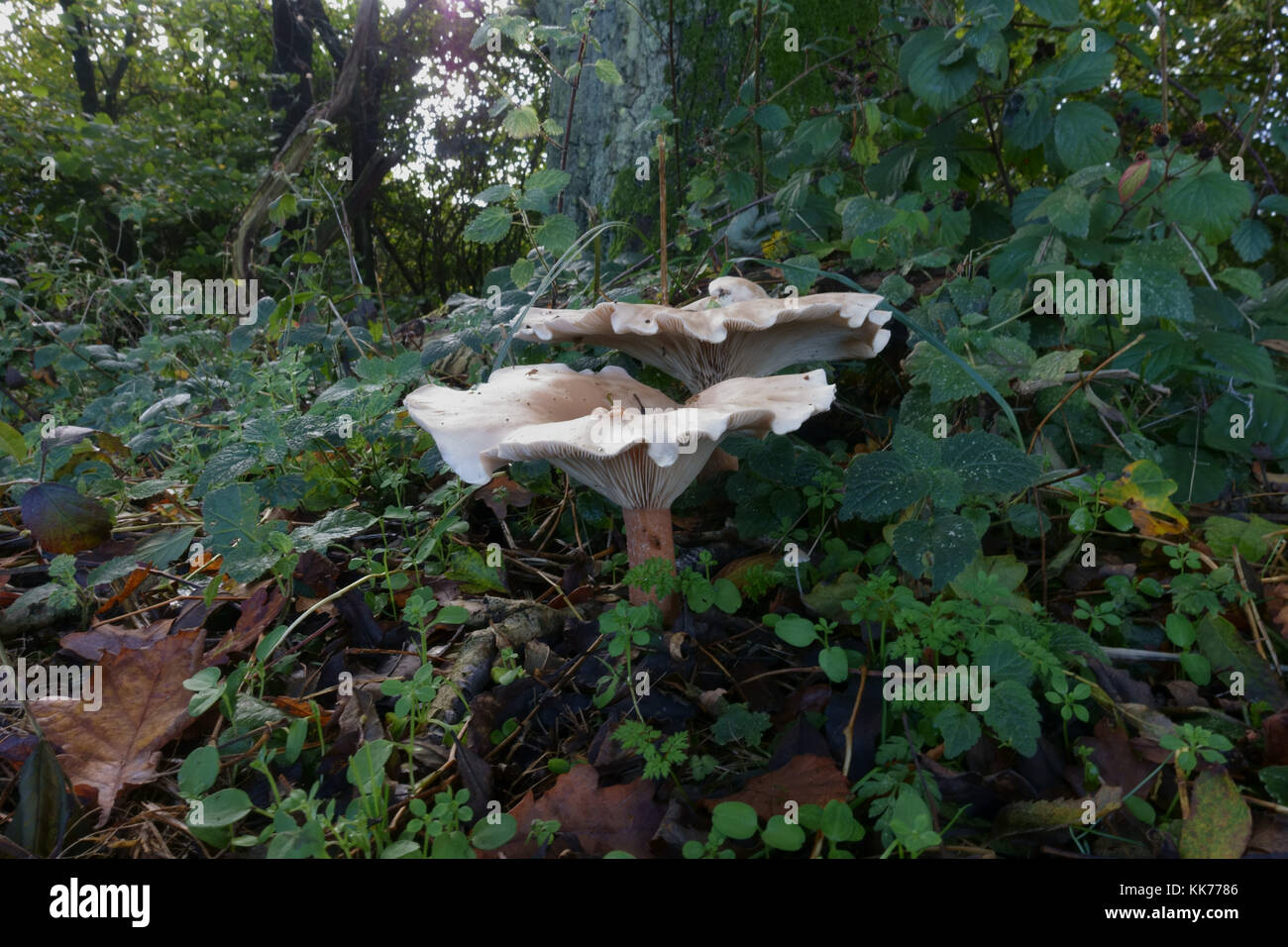 Trooping Trichter oder Mönch Kopf, Infundibulicybe geotropa, Pilze der Waldboden im Herbst, Berkshire, Oktober Stockfoto