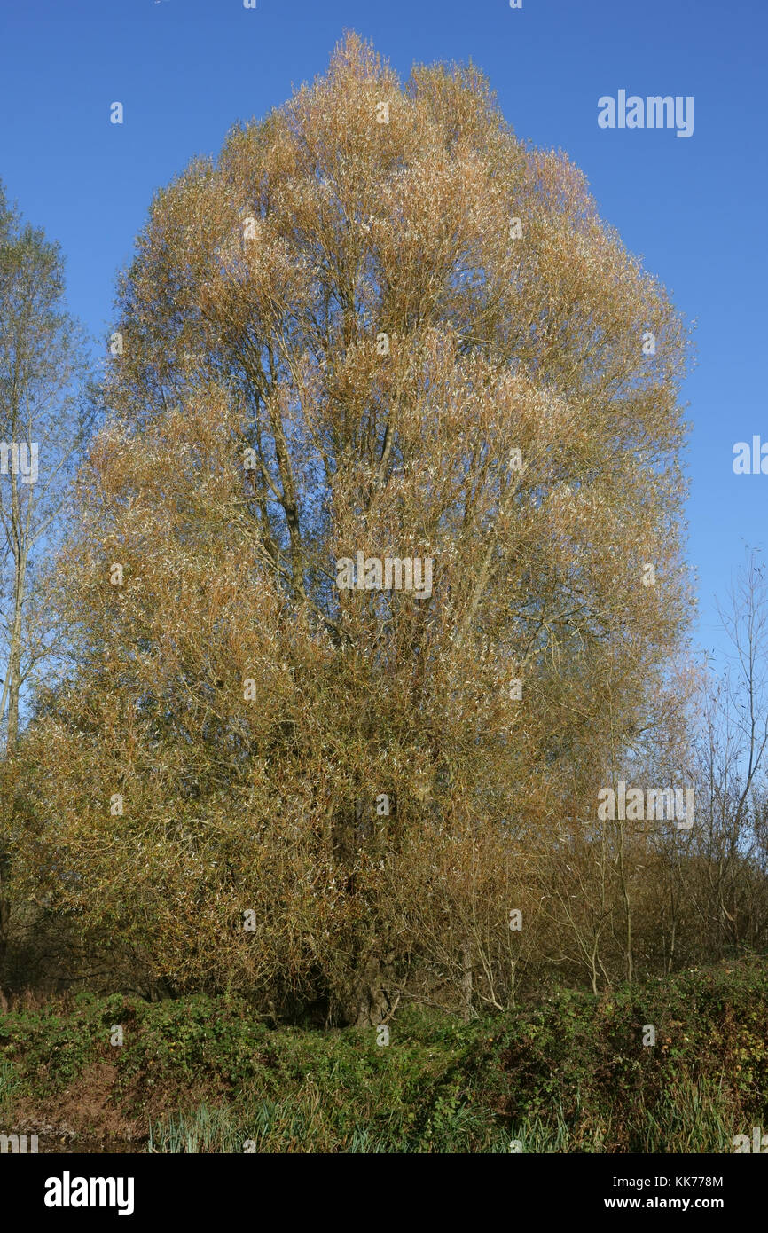 Weiße Weide, Salix alba, ein großer Baum durch den Kanal Anfang seine Blätter im Herbst zu verlieren, Berkshire, Oktober Stockfoto