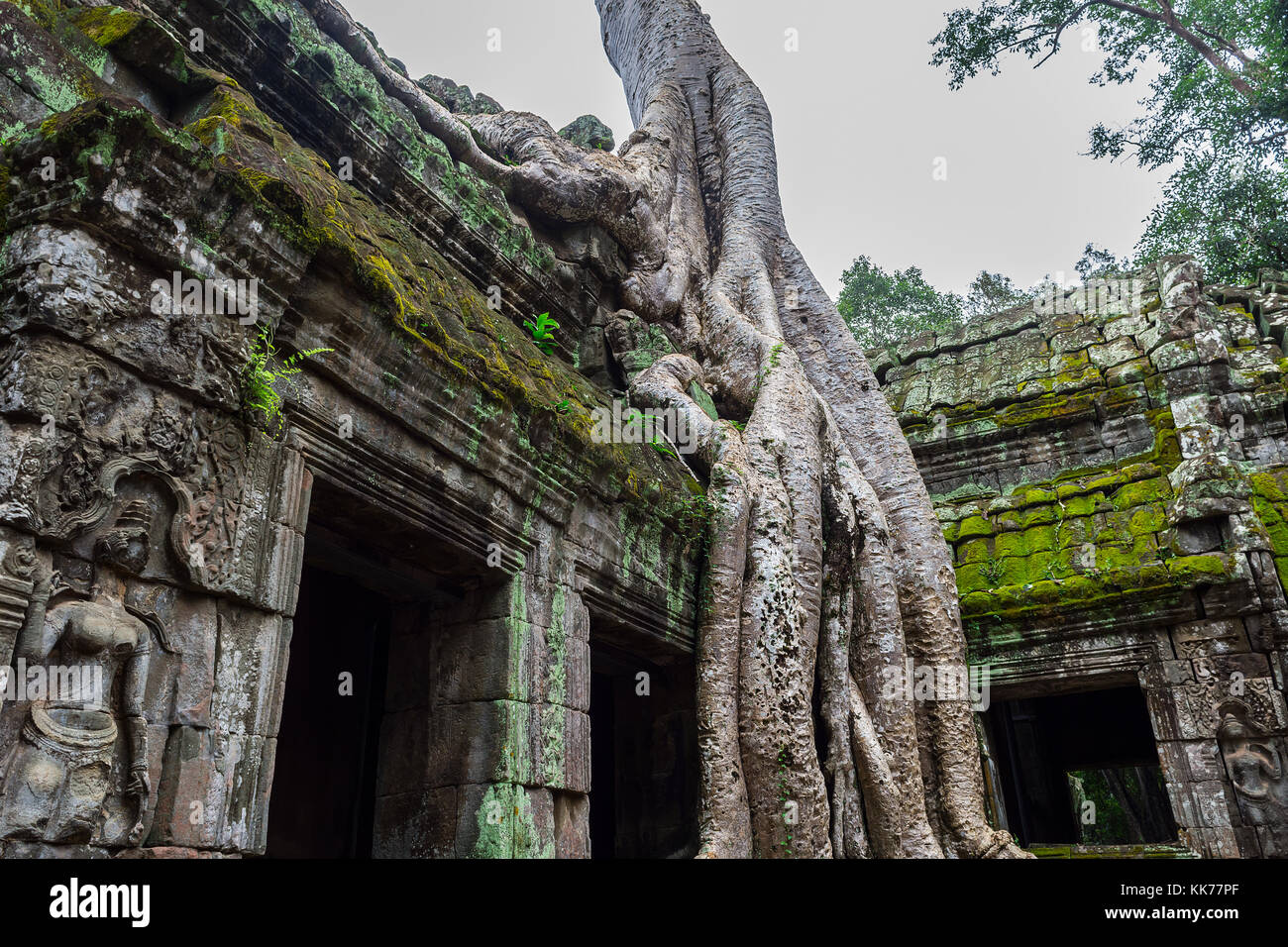 Ein Blick auf den Tempel von Ta Prohm Tempel, der im Angkor Wat complex außerhalb von Siem Reap gelegen cambod Stockfoto